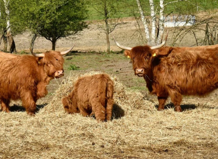 Częścią domu jest także zagroda szkockich krów – Highland