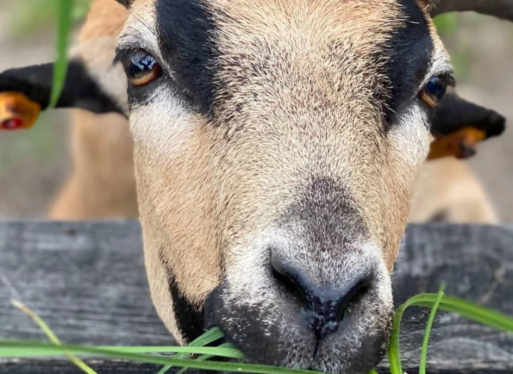 W Pałacu i Folwarku Łochów znajduje się też mini zoo