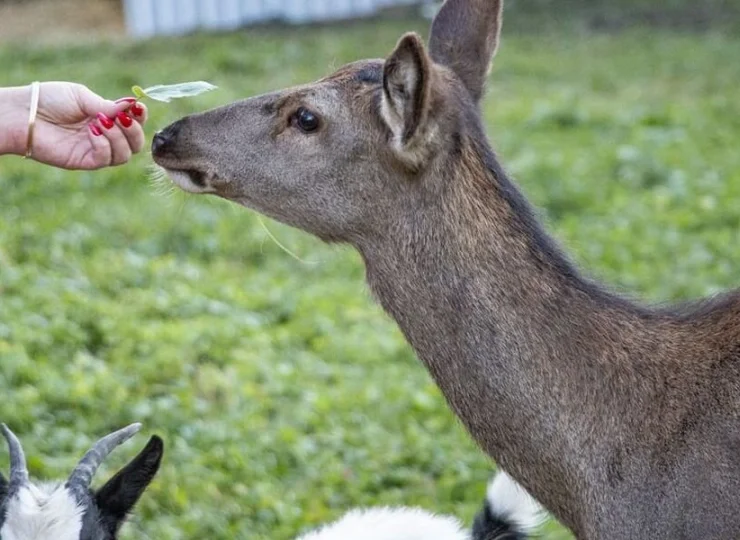 W Grand Tatry jest nawet mini zoo