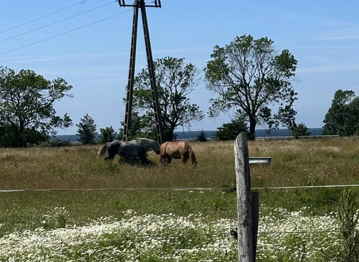 W sąsiedztwie znajduje się stadnina koni