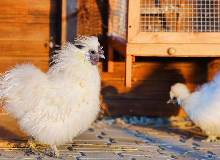 W mini zoo są kury, kozy, papużki, zające