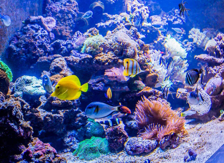 Egzotycznym dodatkiem wellness jest jedyne w Górach Izerskich akwarium morskie