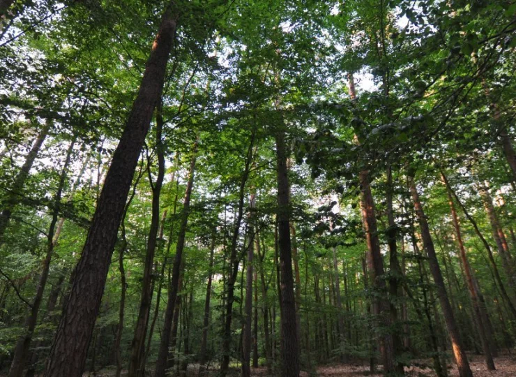 Sosnowe lasy otaczające obiekt tworzą wyjątkowy, uzdrowiskowy mikroklimat