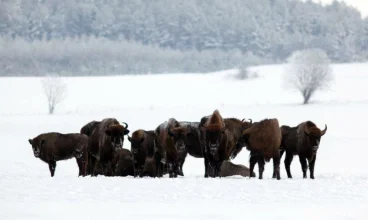 W drodze pomiędzy Hajnówką a Białowieżą znajduje się rezerwat pokazowy żubrów