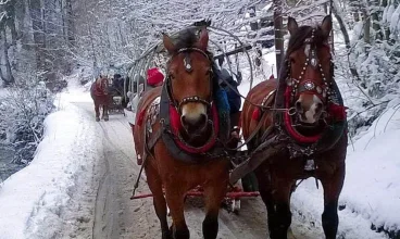 Zimą w Beskidach są organizowane świetne kuligi