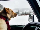 Śnieżynka to obiekt przyjazny psom w Szczyrku