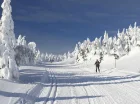 Góry Opawskie dysponują licznymi trasami narciarstwa biegowego