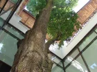W hotelowym patio rośnie drzewo