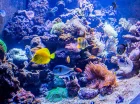 Egzotycznym dodatkiem wellness jest jedyne w Górach Izerskich akwarium morskie