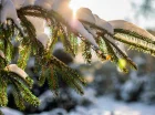 Bieszczady zimą? Tutaj możesz spędzić ferie i święta Bożego Narodzenia