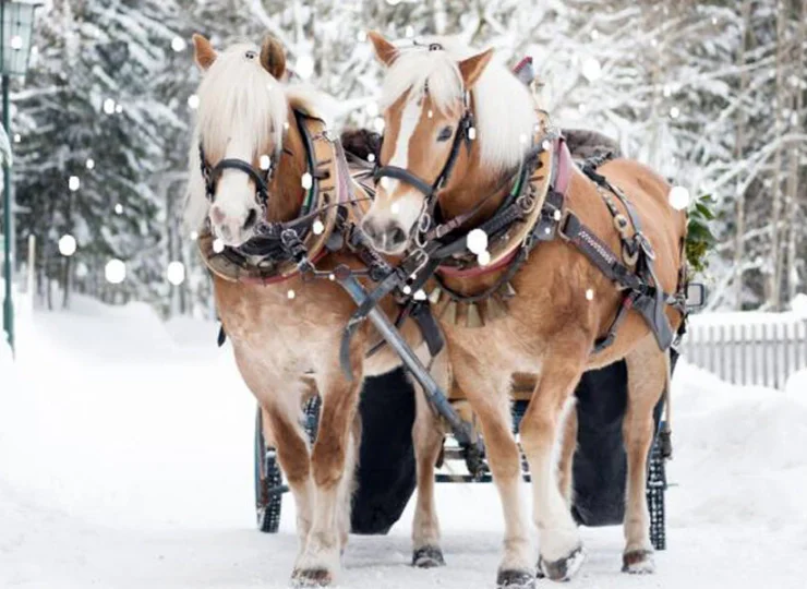 Kuligi po śniegu to wspaniała zimowa atrakcja w Beskidach