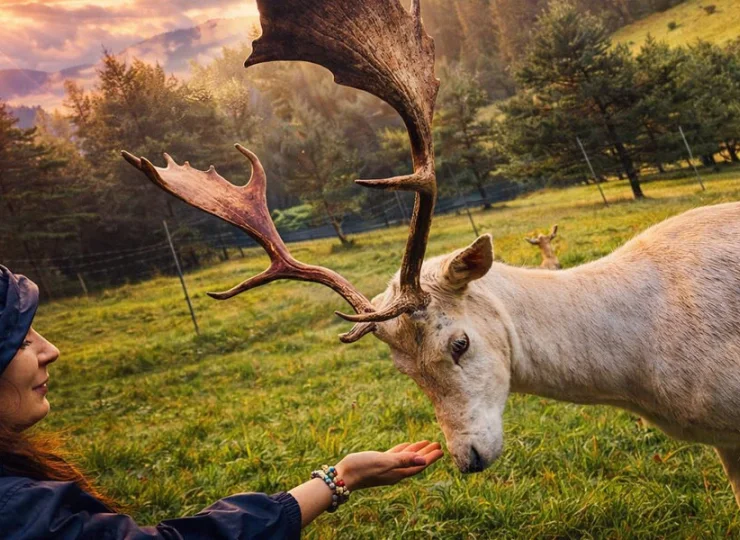 Obiekt ma własne ranczo z hodowlą uroczych danieli