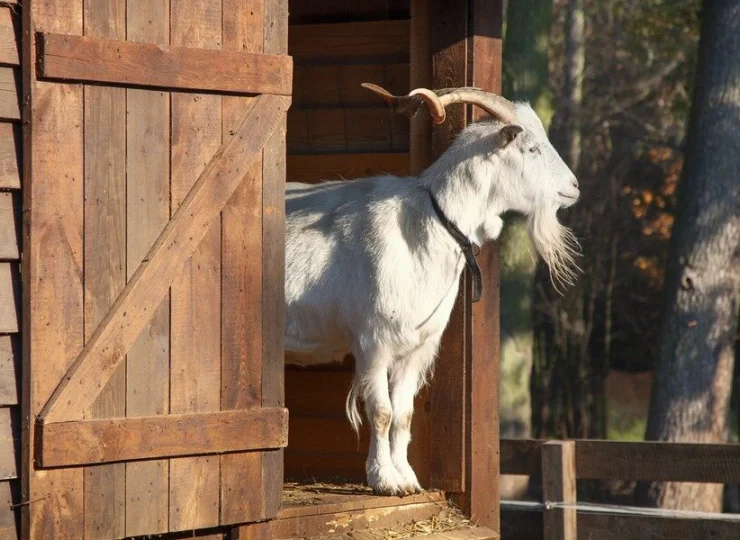 Można spotkać też inne zwierzęta
