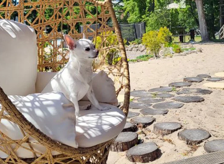 Do Herbals Glamping możesz przyjechać ze swym czworonożnym przyjacielem