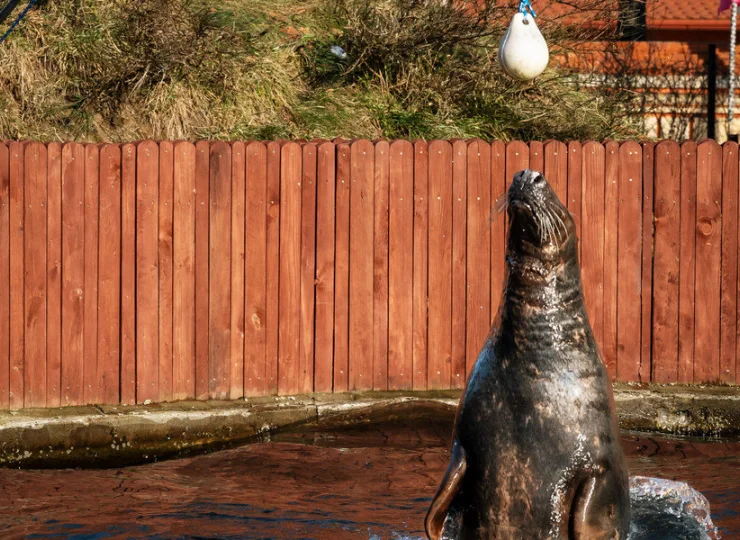 Dolina Charlotty to chyba jedyny w Polsce resort z własną fokarnią