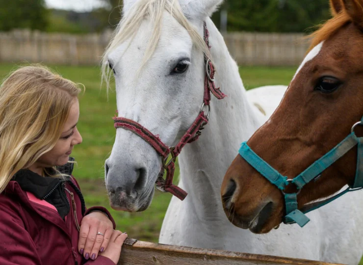 Hotelową farmę zamieszkują liczne zwierzęta, m.in. konie i kucyki