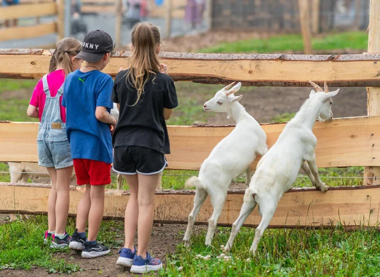 Kozy i owce są zawsze chętne do nakarmienia