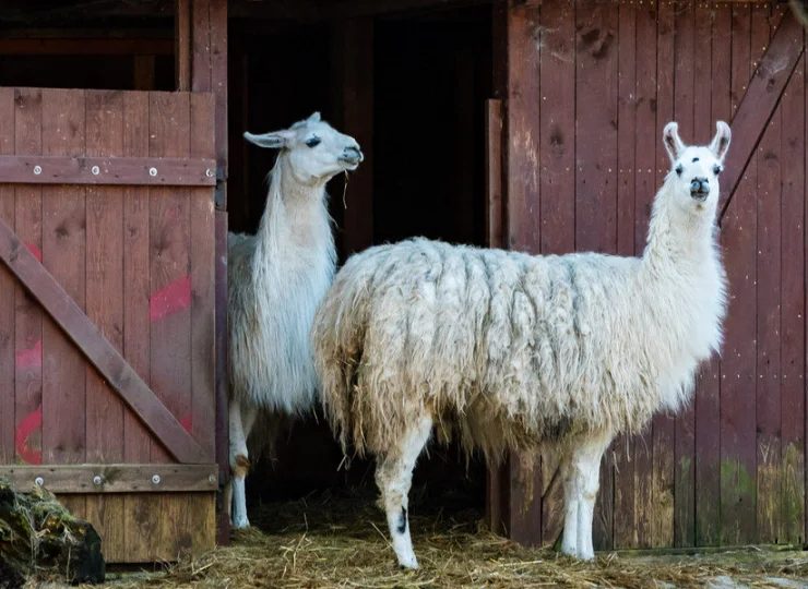 Zoo Charlotta zamieszkuje kilka rodzajów zwierząt