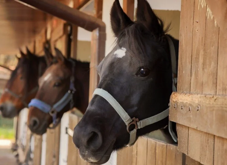 Jest tu stadnina koni