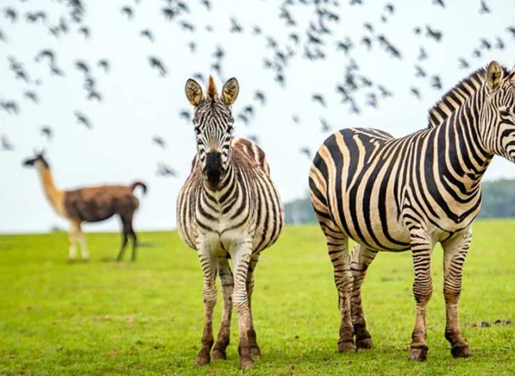 Na północy wyspy znajduje się park safari z egzotycznymi zwierzętami