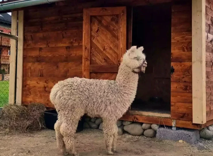Dzieci uwielbiają tutejsze minizoo