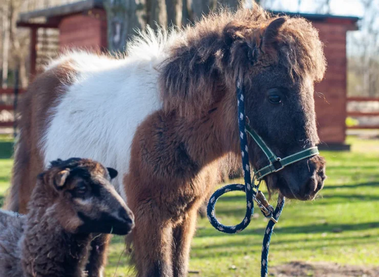 Baltic Natur Park posiada nawet własne mini zoo