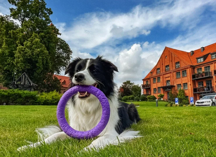 Zamek Gniew to hotel przyjazny psom
