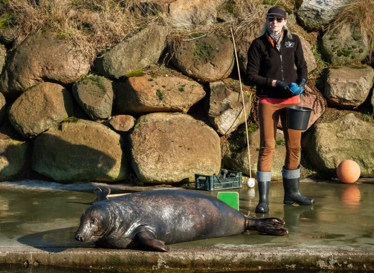 W fokarium można podziwiać stadko foki szarej