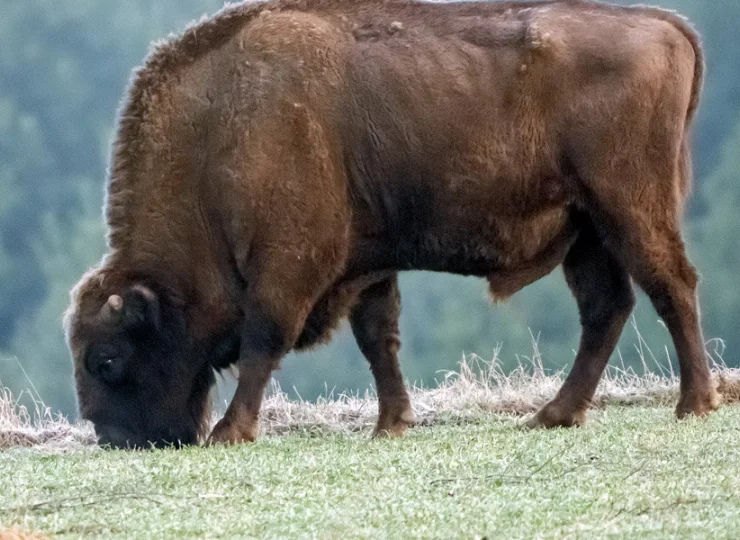 Symbolem Puszczy Białowieskiej jest żubr