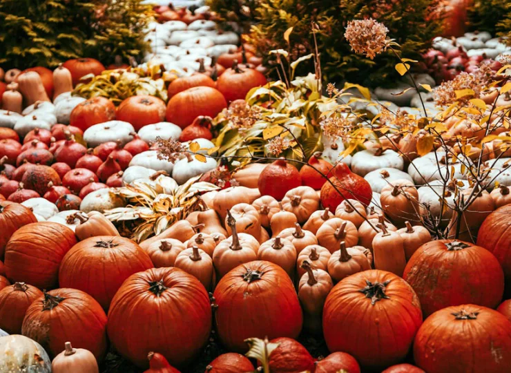 Jesienną atrakcją resortu jest farma dyniowa (czynna 27.09-2.11.2025)