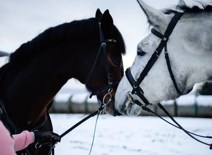 Wierzbowe Ranczo pod Warszawą, koło Żyrardowa ze stadniną koni