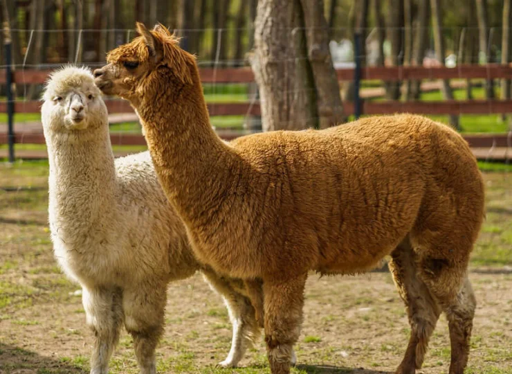 Urocze alpaki każdemu poprawią humor