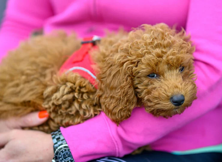 Manora jest hotelem przyjaznym zwierzętom