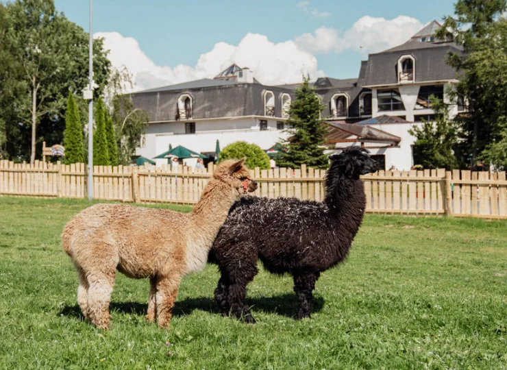 Mieszkają tu m.in. lamy