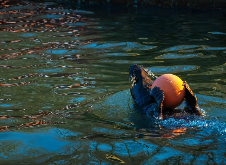 Popatrzyć na focze zabawy