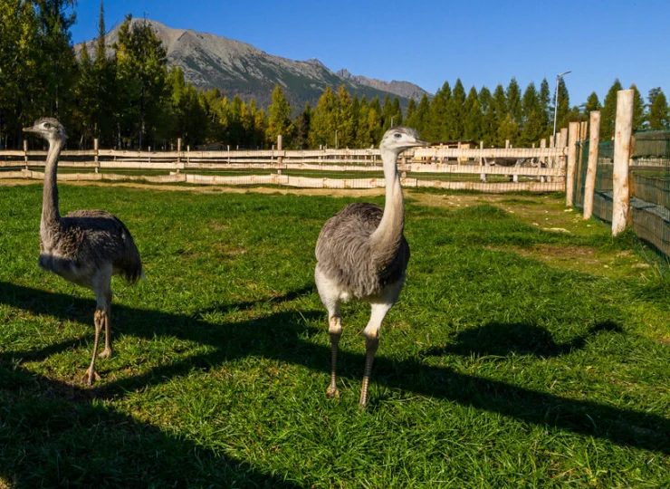 Są tu nawet strusie