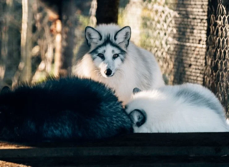 Na farmie mieszkają m.in. lisy marmurkowe