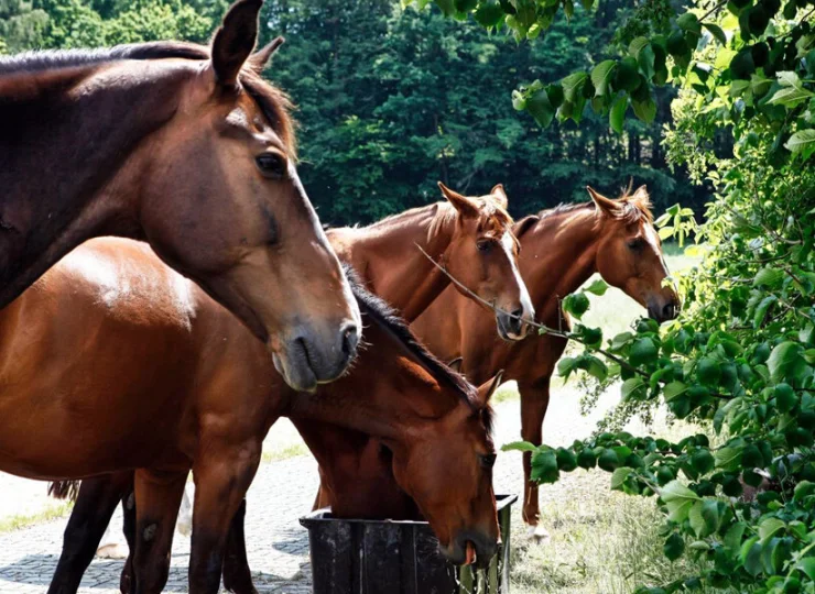 Obiekt wyróżnia stadnina i możliwość jazdy konnej