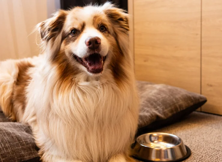 Sněžka to hotel przyjazny psom i innym zwierzętom domowym