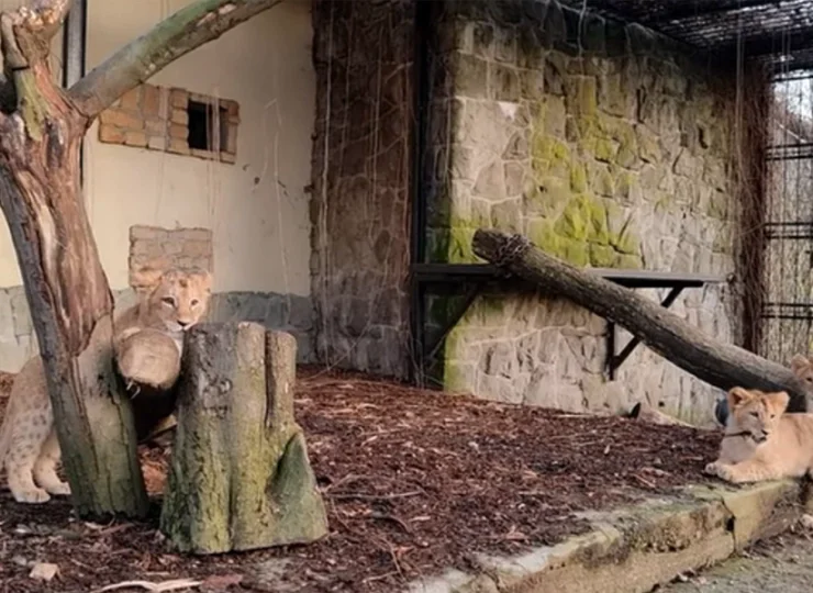 W sąsiedztwie mieści się także Śląski Ogród Zoologiczny