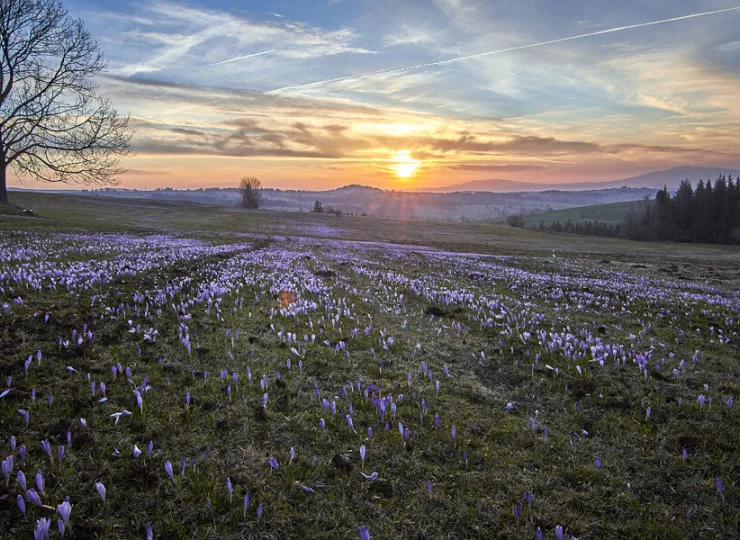 Wiosną na Podhalu można szukać krokusów