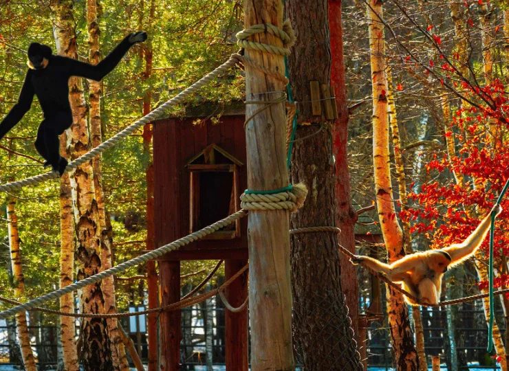 W tym kilka gatunków małp