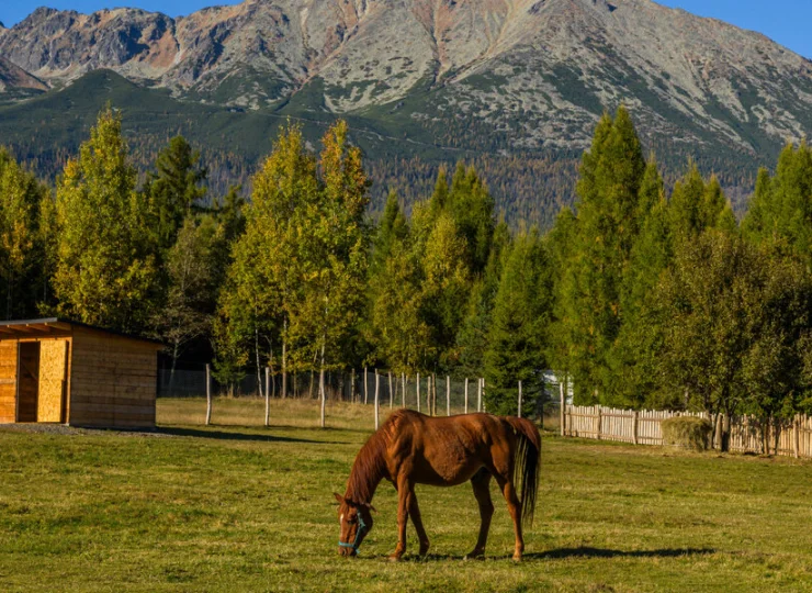 Majestatyczne konie na tle Gerlacha to widok, który zapada na długo w pamięci