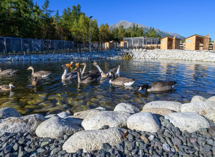 Staw zamieszkują kaczki