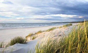 Tylko pas sosnowego lasu oddziela obiekt od szerokiej piaszczystej plaży