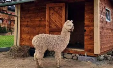 Dzieci uwielbiają tutejsze minizoo