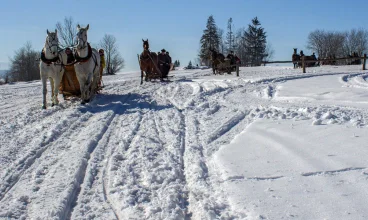W Beskidach są organizowane wspaniałe kuligi