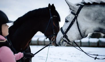 Wierzbowe Ranczo pod Warszawą, koło Żyrardowa ze stadniną koni