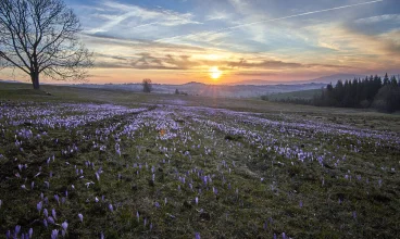 Wiosną na Podhalu można szukać krokusów