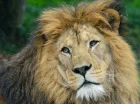 Miejscową atrakcją jest Dvur Kralove Safari & Zoo